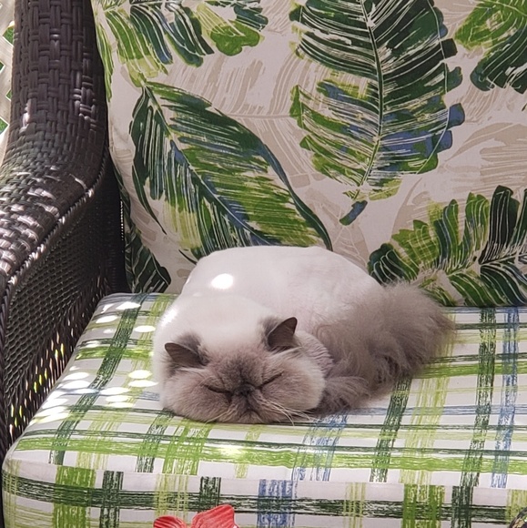 Meet your Posher, Paris - Picture 4 of 7